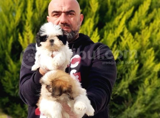 Mükemmel Kali̇tede Shi̇h Tzu Yavrular görsel