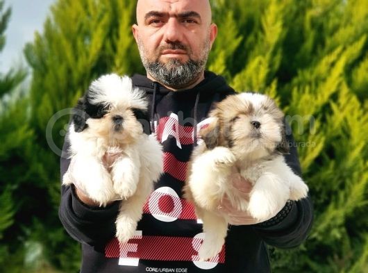 Mükemmel Kali̇tede Shi̇h Tzu Yavrular görsel