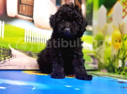 Resmi̇ Üreti̇ci̇den Si̇yah Toy Poodle Yavrular