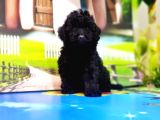 Resmi̇ Üreti̇ci̇den Si̇yah Toy Poodle Yavrular
