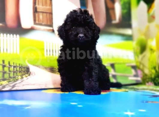 Resmi̇ Üreti̇ci̇den Si̇yah Toy Poodle Yavrular görsel