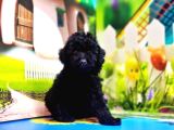 Resmi̇ Üreti̇ci̇den Si̇yah Toy Poodle Yavrular