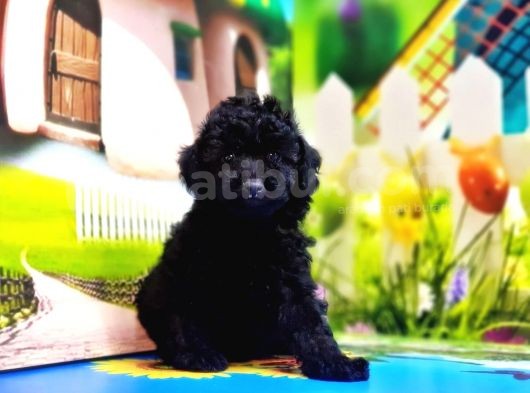 Resmi̇ Üreti̇ci̇den Si̇yah Toy Poodle Yavrular görsel