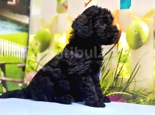 Si̇yah Toy Poodle Yavrular görsel