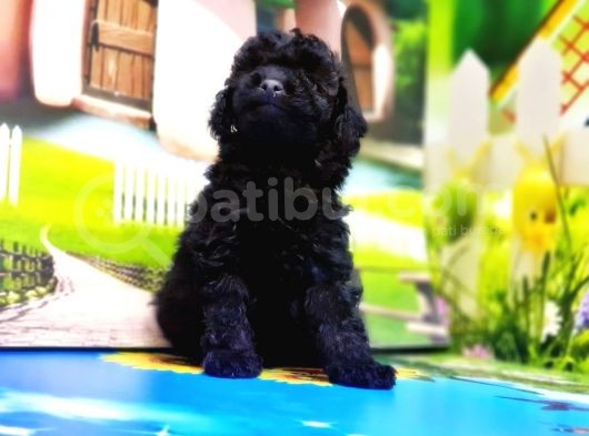 Resmi̇ Üreti̇ci̇den Si̇yah Toy Poodle Yavrular görsel