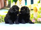 Si̇yah Toy Poodle Yavrular