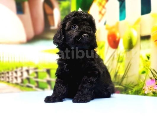 Si̇yah Toy Poodle Yavrular görsel
