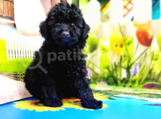 Resmi̇ Üreti̇ci̇den Si̇yah Toy Poodle Yavrular görsel