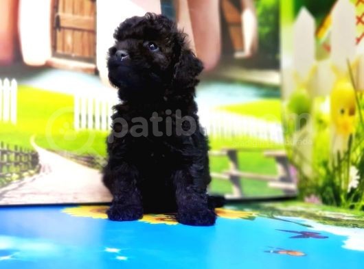 Resmi̇ Üreti̇ci̇den Si̇yah Toy Poodle Yavrular görsel