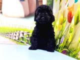 Si̇yah Toy Poodle Yavrular