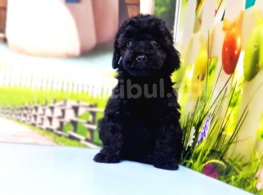 Si̇yah Toy Poodle Yavrular görsel