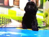 Resmi̇ Üreti̇ci̇den Si̇yah Toy Poodle Yavrular