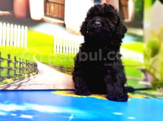 Resmi̇ Üreti̇ci̇den Si̇yah Toy Poodle Yavrular görsel