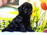Si̇yah Toy Poodle Yavrular