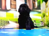 Resmi̇ Üreti̇ci̇den Si̇yah Toy Poodle Yavrular