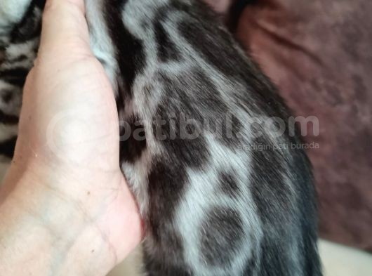 Silver Bengal Erkek 