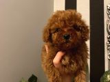 Aşılı Pasaportlu Poodle Bebekler