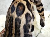 Show Class Bengal Brown Dişi