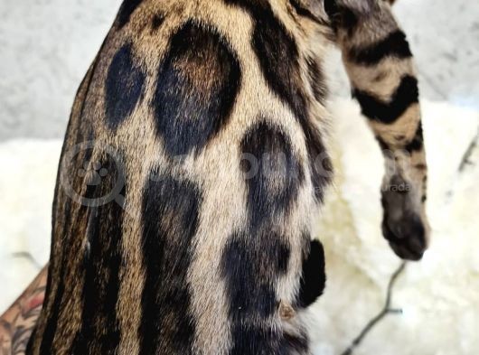 Show Class Bengal Brown Dişi görsel