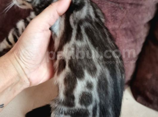 Silver Bengal Erkek  görsel