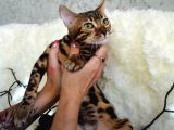 Show Class Bengal Brown Dişi