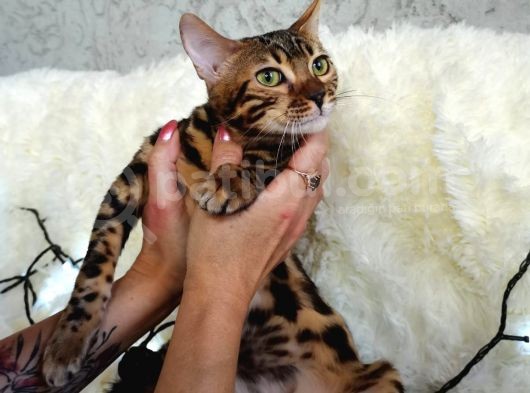 Show Class Bengal Brown Dişi görsel