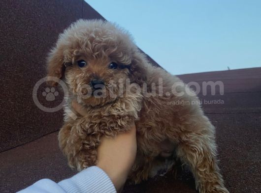 Aşılı Pasaportlu Poodle Bebekler görsel