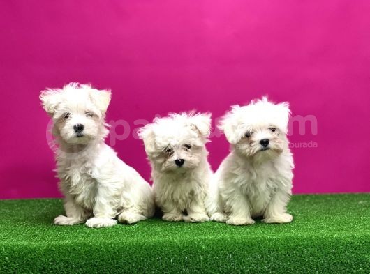 Maltese Terri̇er Yavrular görsel