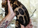 Show Class Bengal Brown Dişi