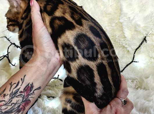 Show Class Bengal Brown Dişi görsel