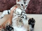 Silver Bengal Erkek 