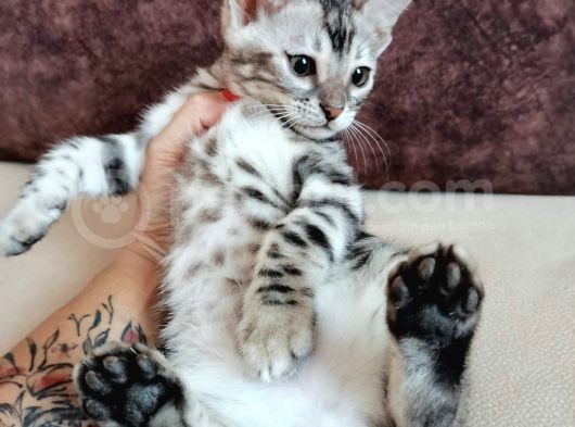 Silver Bengal Erkek  görsel