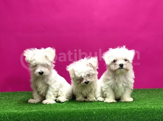 Maltese Terri̇er Yavrular görsel
