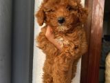 Aşılı Pasaportlu Poodle Bebekler