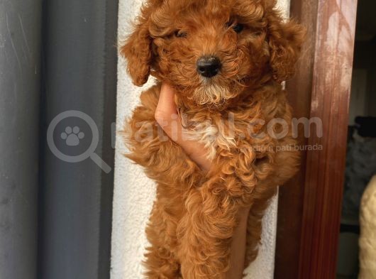 Aşılı Pasaportlu Poodle Bebekler görsel