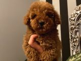 Aşılı Pasaportlu Poodle Bebekler