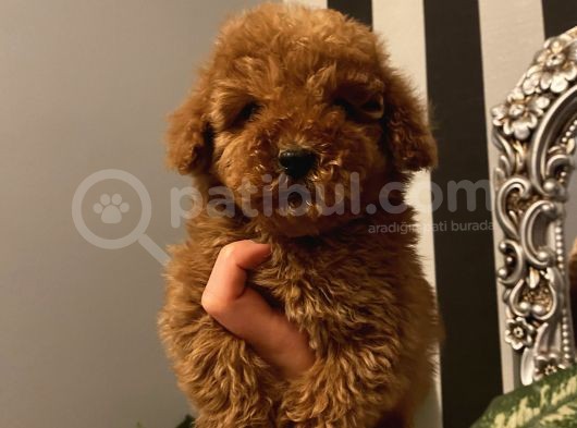 Aşılı Pasaportlu Poodle Bebekler görsel