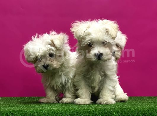 Maltese Terri̇er Yavrular görsel