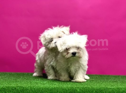 Maltese Terri̇er Yavrular görsel