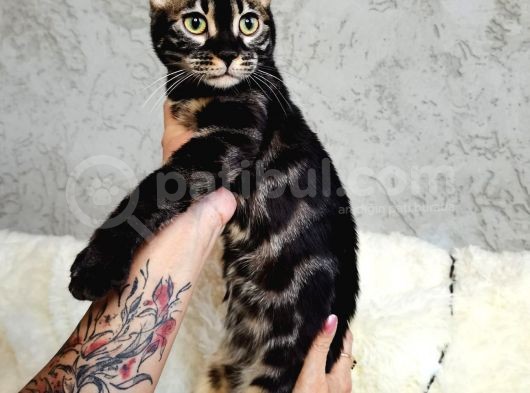 Bengal Cat Pedigreed 