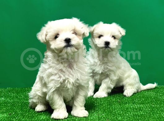 Irk Ve Sağlik Güvencesi̇yle Maltese Terrier Yavrular görsel