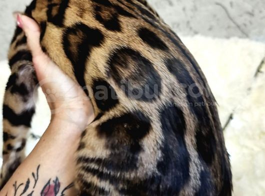 Show Class Bengal Brown Dişi
