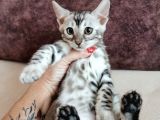 Silver Bengal Erkek 