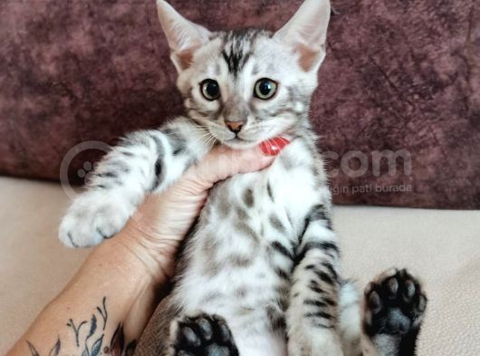 Silver Bengal Erkek  görsel
