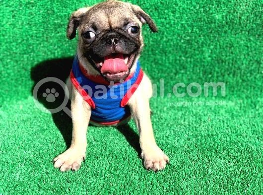 Erkek Ve Dişi Orji̇nal Pug Mops