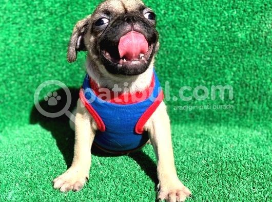 Erkek Ve Dişi Orji̇nal Pug Mops görsel