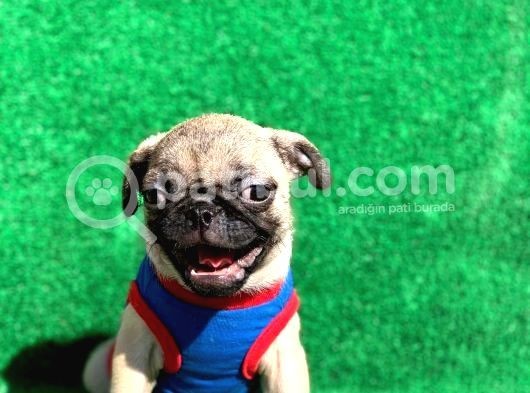Erkek Ve Dişi Orji̇nal Pug Mops görsel
