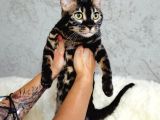 Bengal Cat Pedigreed 