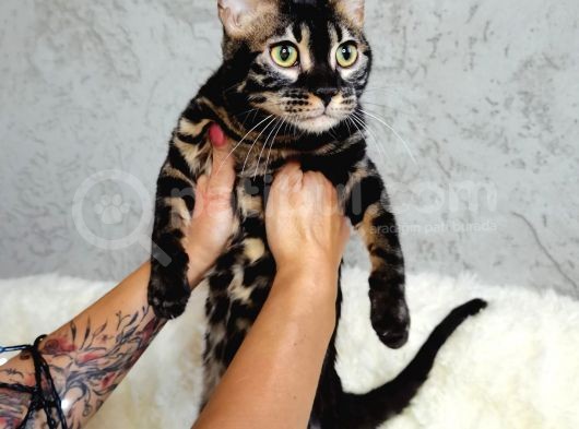 Bengal Cat Pedigreed  görsel