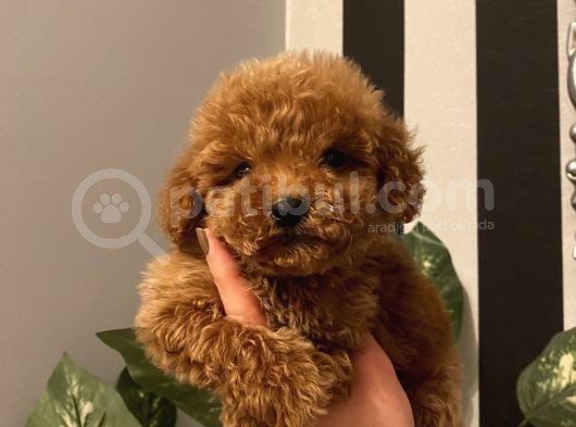 Aşılı Pasaportlu Poodle Bebekler görsel